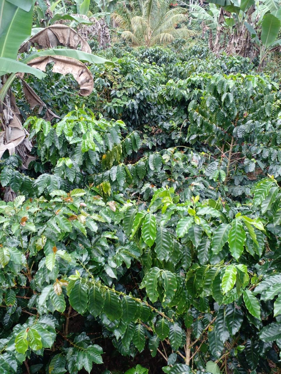 Cafetal bajo sombra de plátano y palmas