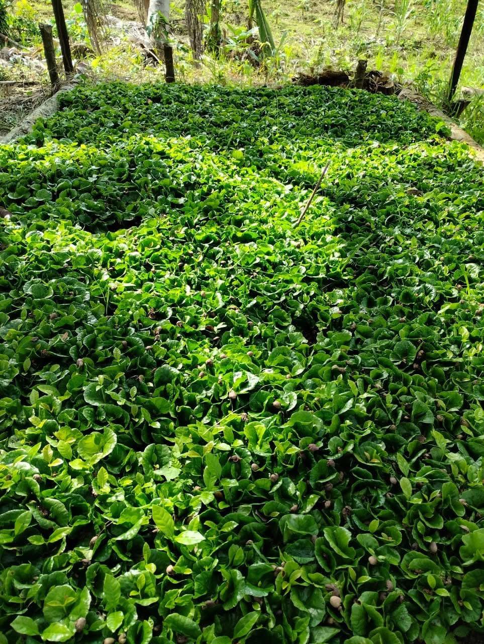 Almácigo de café con plántulas verdes muy juntas