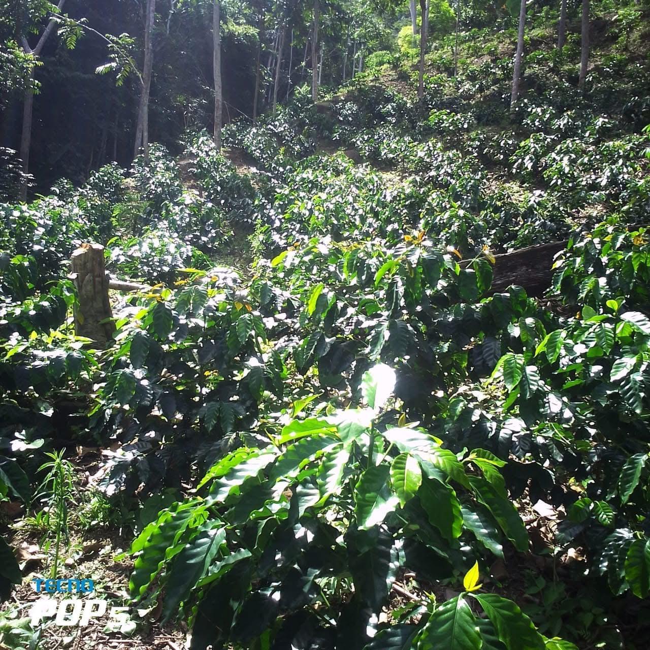 Cafetal en ladera con luz filtrada entre los árboles
