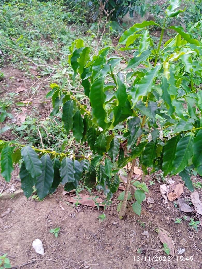 Planta de café joven en flor en la ladera