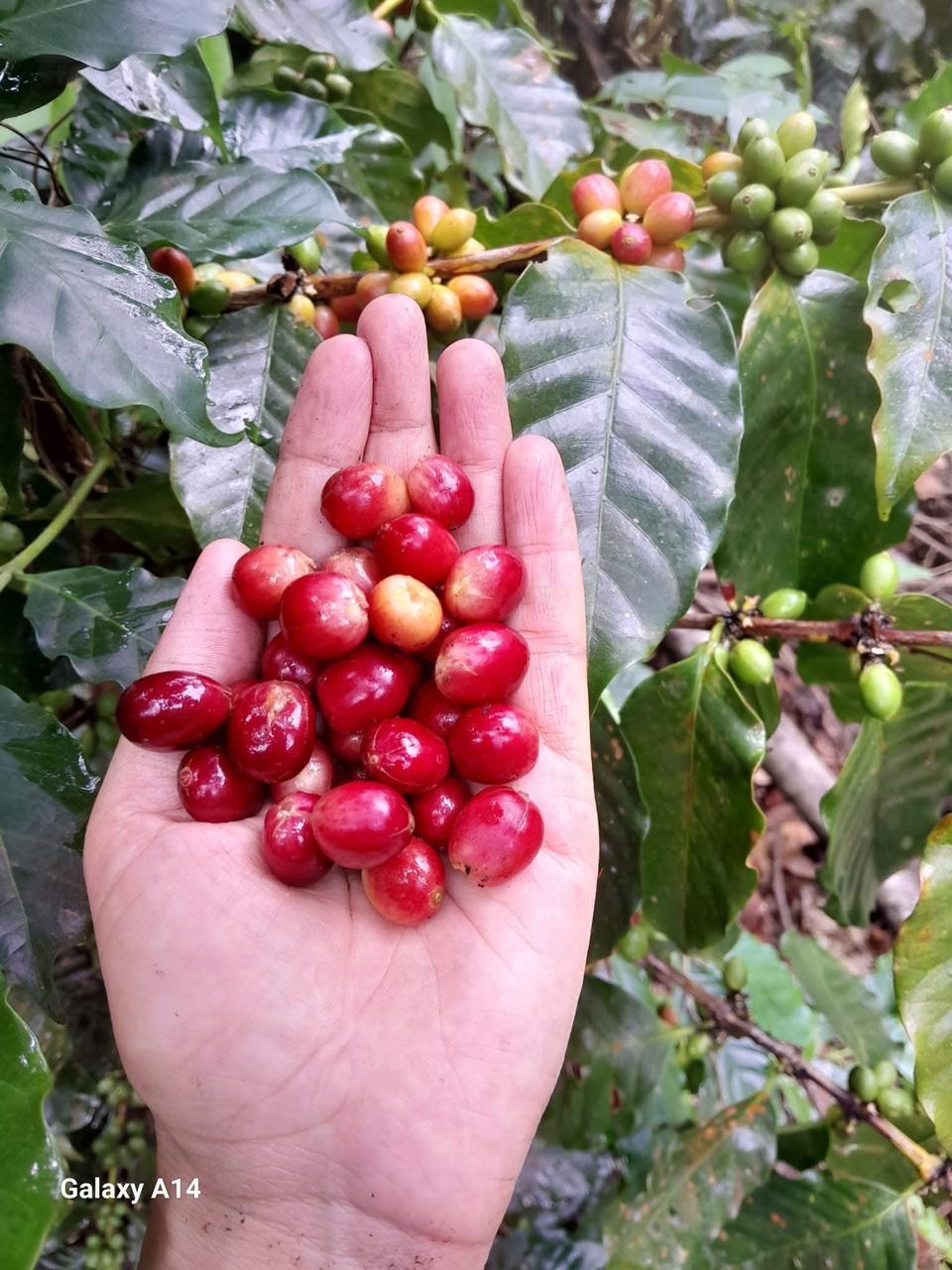 Mano sosteniendo cerezas de café maduras frente a la planta