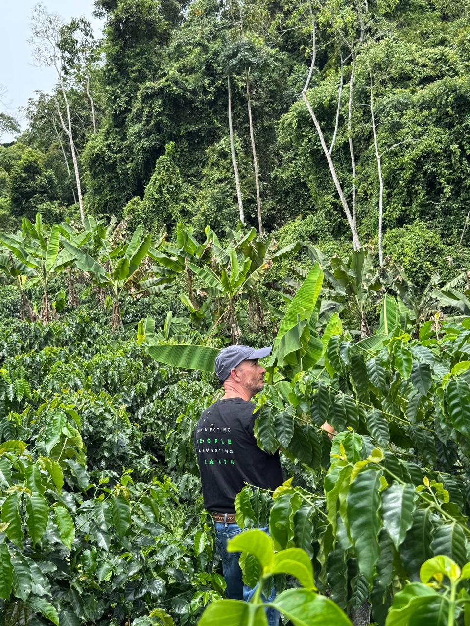 Hombre revisando el cafetal bajo sombra de plátano