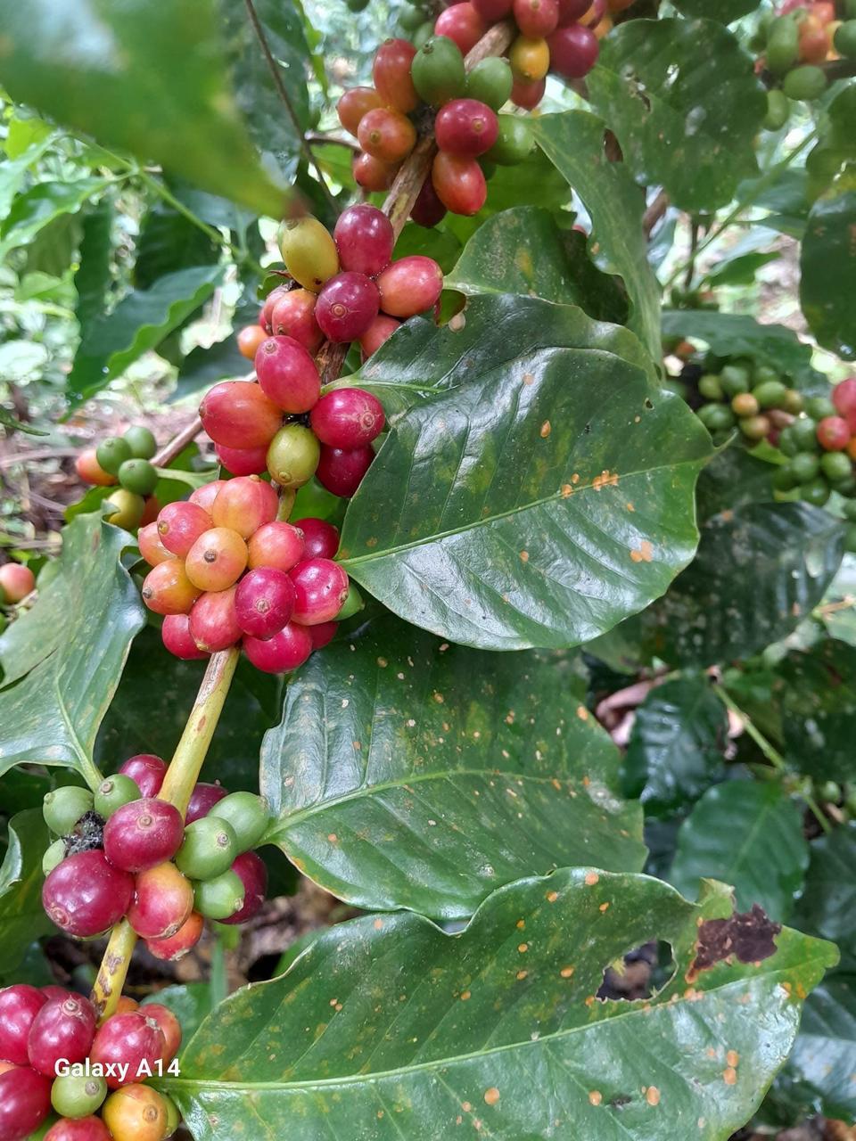 Rama de café con cerezas verdes, amarillas y rojas