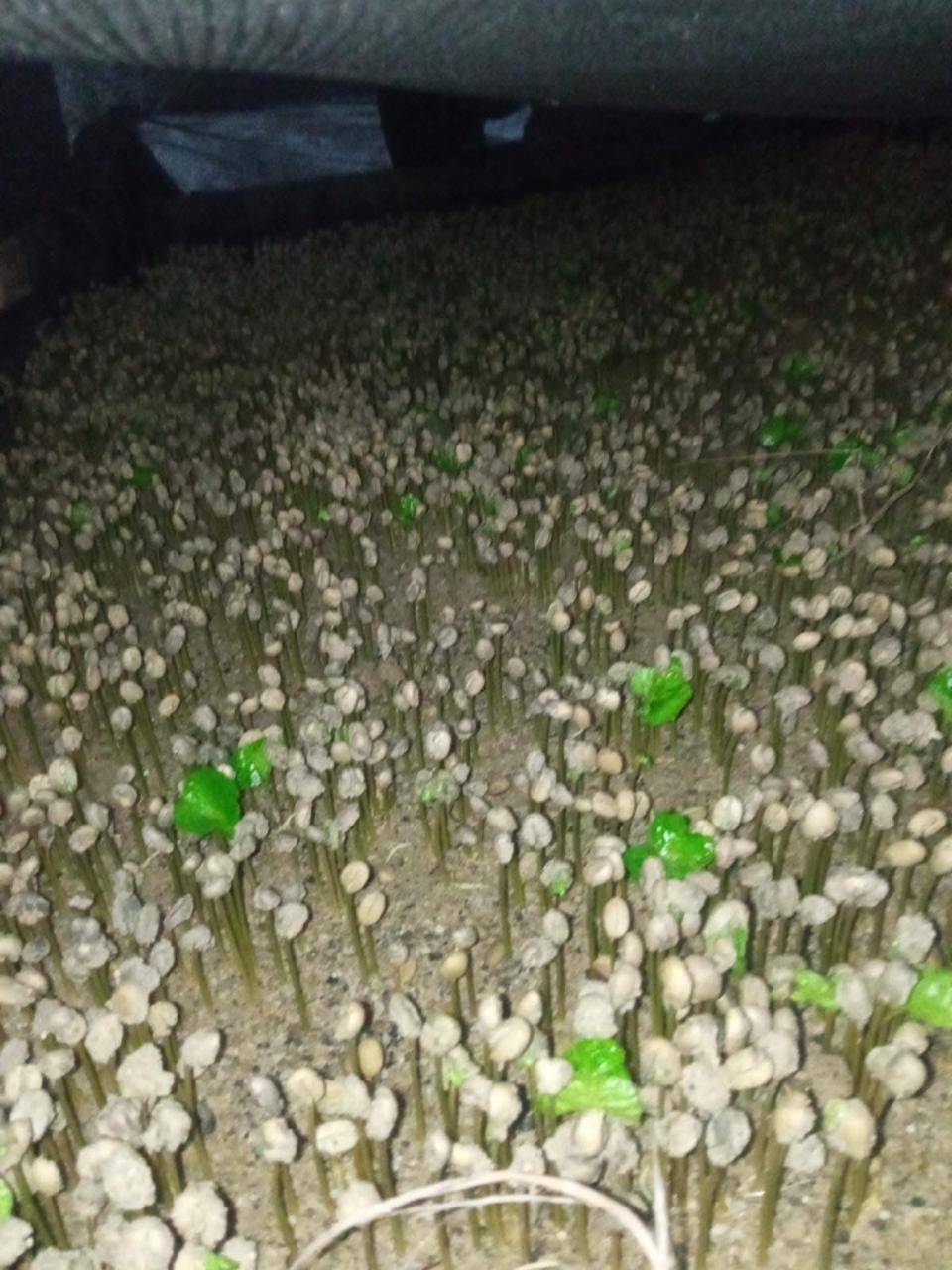 Semillas de café germinando en el germinador