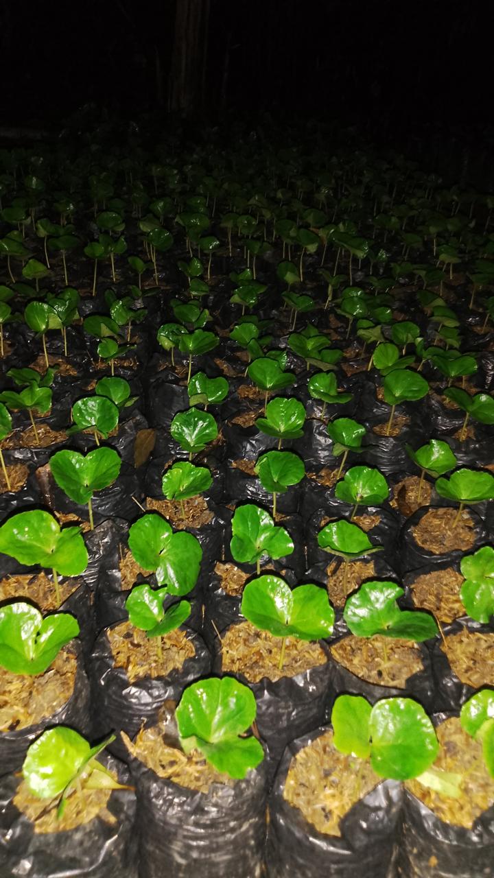Bolsas de vivero con plántulas de café de noche
