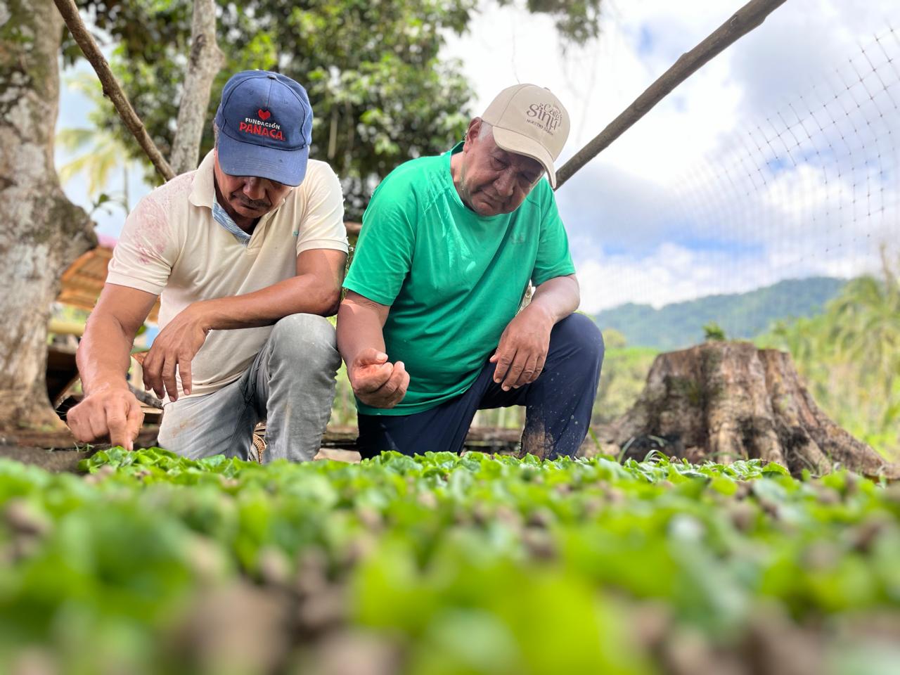 Productores de Café Sinú seleccionando plantones en el vivero de Tierralta, Córdoba
