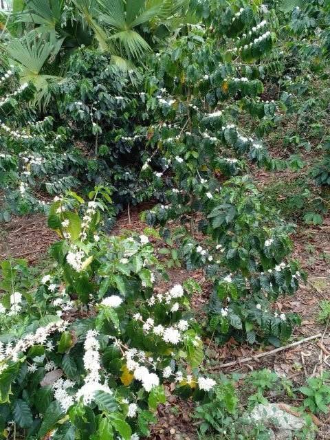 Cafetal en floración con flores blancas