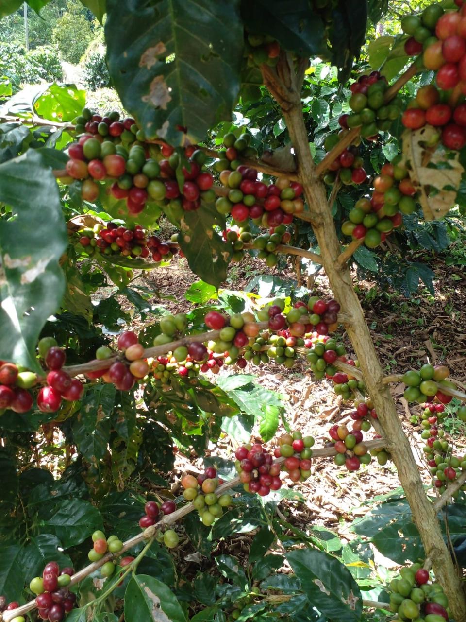 Ramas de café cargadas de cerezas rojas y verdes