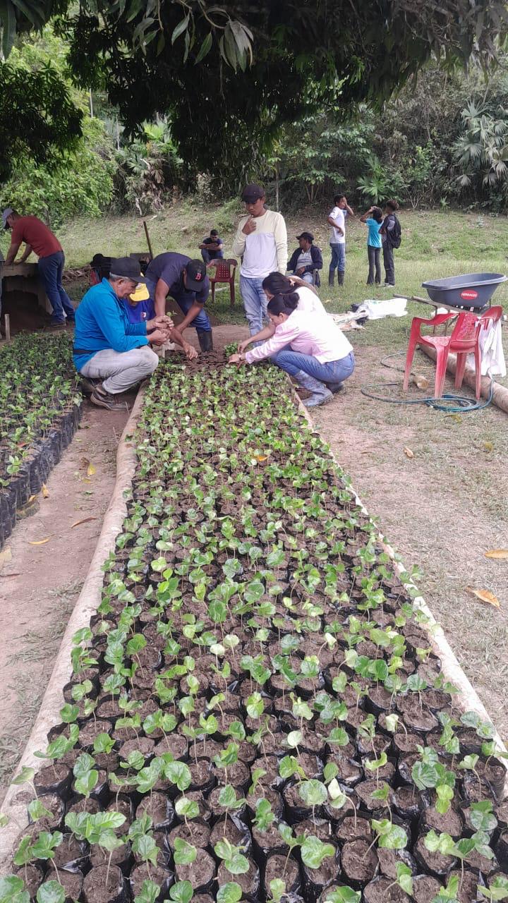 Personas trasplantando plántulas de café en el vivero