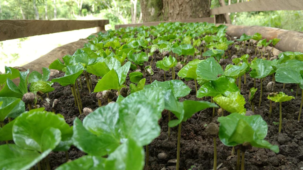 Plántulas de café recién germinadas en cama de madera