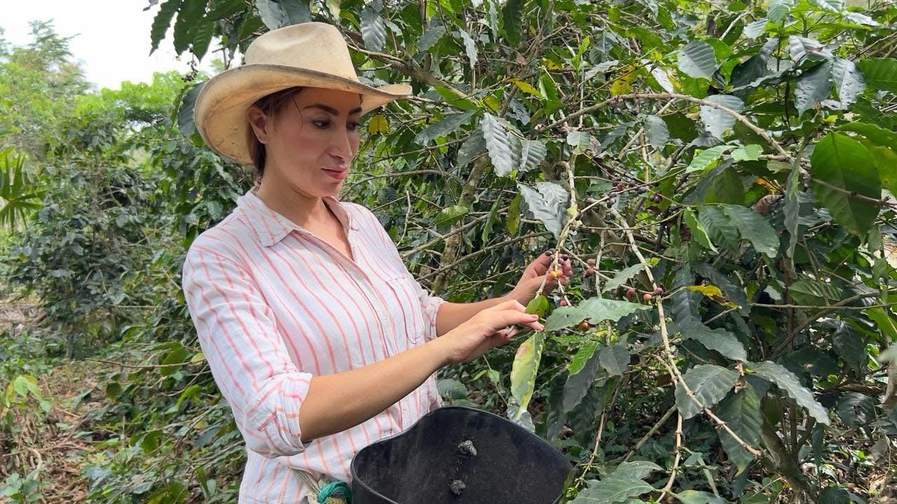 Mujer con sombrero recolectando cerezas de café en canasta