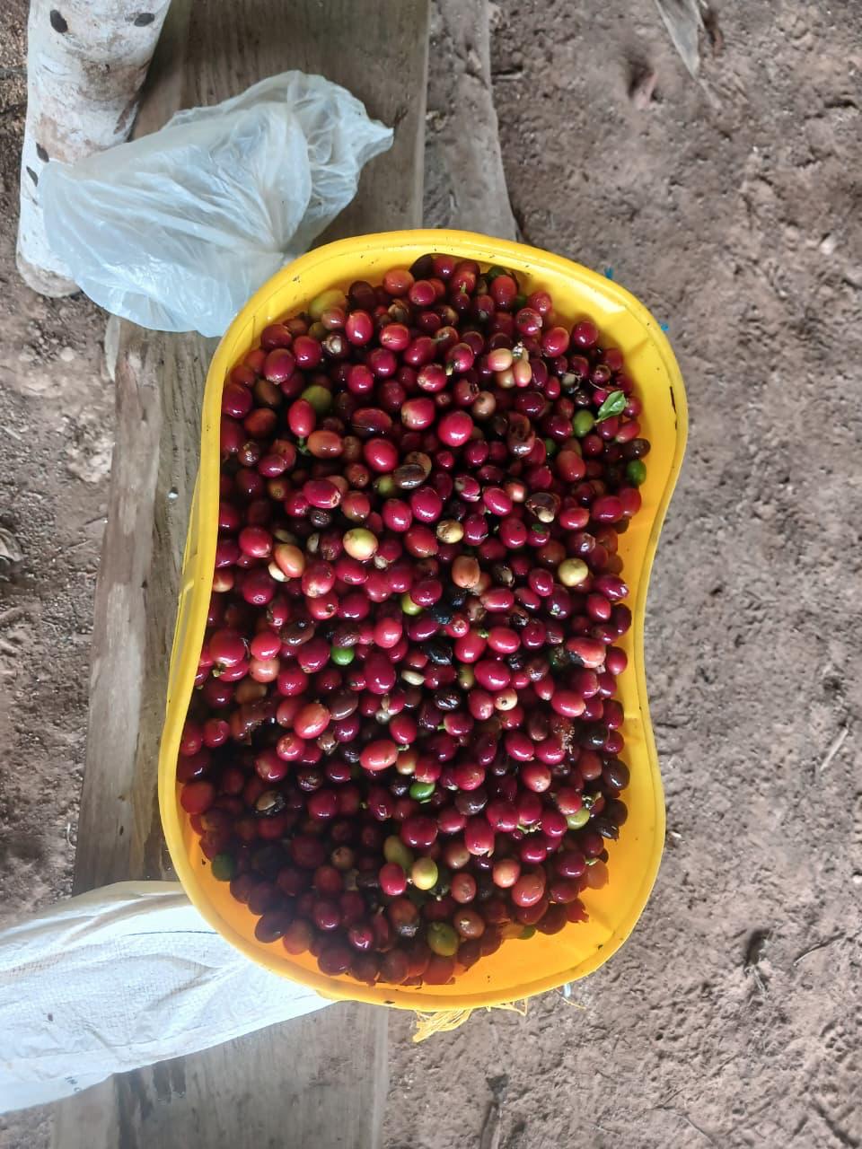 Balde amarillo lleno de cerezas de café maduras